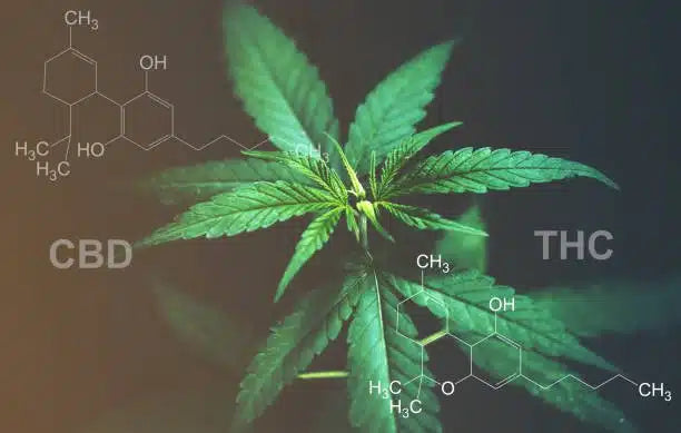 a hemp leaf with labels for CBD and THC on either side next to their respective molecular structure